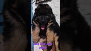 GSD long coat puppies available with kci 7598120005 [upl. by Llennor]