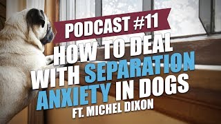 TOP 11 How to Deal with Separation Anxiety in Dogs ft Michel Dixon [upl. by Issor]