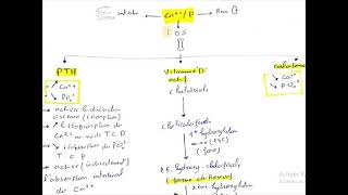 Exploration du métabolisme Phosphocalcique – Magnésium [upl. by Iruyas96]