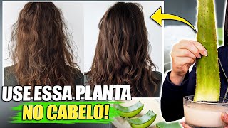 8 RECEITAS SECRETAS que SALVAM qualquer cabelo em 7 dias com BABOSA Aloe Vera [upl. by Pufahl]