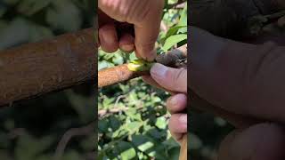 Easy Tree Grafting plants grafting tree graft nature farming fruittrees yt [upl. by Enaitsirk180]