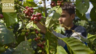 Nicaragua realiza primer Congreso Internacional sobre Caficultura Sostenible y Tendencia del Mercado [upl. by Tisman845]