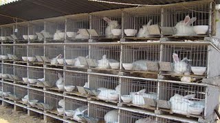 How Rabbit Farming Produce amp sold hundreds of Rabbits  He built his house out of Raising Rabbits [upl. by Aidahs]