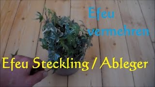 Efeu hedera helix vermehren  Ableger von Zimmerefeu machen  Efeu Steckling [upl. by Dominique187]