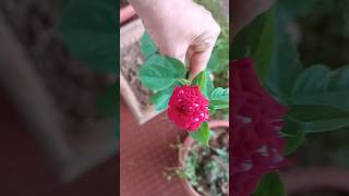 Rose plant care in summer [upl. by Nelli]