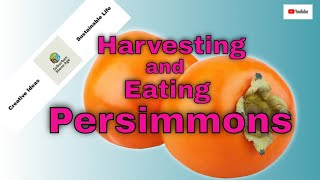 When to Harvest Persimmons and How to Eat Them [upl. by Carlock]