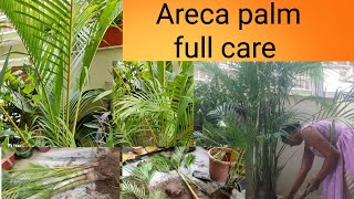 Areca palm full care tips propagation repotting time watering fertilizerlow maintenance plant [upl. by Humo67]