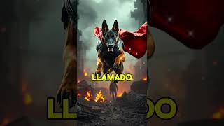 ¡Curiosidades Increíbles del Pastor Alemán que NO Conocías 🐕🔥shorts perros gatos animal animal [upl. by Leblanc]