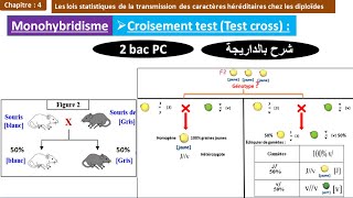 Test cross croisement test monohybridisme svt 2 bac PC biof شرح بالعربية [upl. by Fontes97]