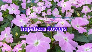 Impatiens A Colorful Addition to Your Garden 🌸🌸🌸 2024 [upl. by Yurik]