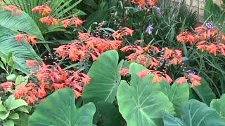 Montbretia Crocosmia x crocosmiiflora [upl. by Hernardo]