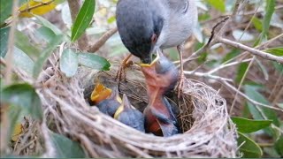 Wild birds feeding and nurturing their nestlings Part 1 [upl. by Atsed]