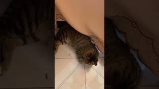 I searched for Lucky for a long time 😂😂 cat pets cute [upl. by Prager]