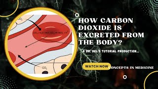 How Carbon Dioxide CO2 Is Excreted From The Body [upl. by Anitsenre]