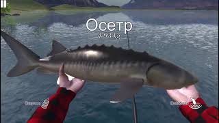 ULTIMATE FISHING SIMULATORбольшой осётр [upl. by Alyk]