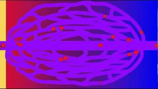 AP2 BLOOD FLOW THRU SYSTEMIC CAPILLARIES [upl. by Adelle953]