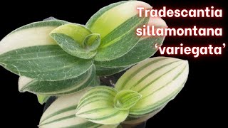 Tradescantia sillamontana VARIEGATED [upl. by Polinski821]