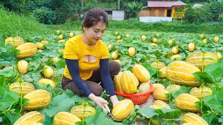 Harvesting Muskmelon and Cucumber Goes to market sell  Nhất Daily Life [upl. by Emanuel464]