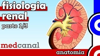 Fisiologia Renal  FISIOLOGIA Parte 1 [upl. by Latisha414]