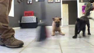 Malinois puppy loves to help me sweep [upl. by Ahsikrats]