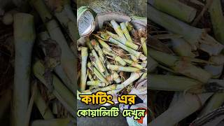 Napier Grass নেপিয়ার ঘাসের কাটিং napier [upl. by Nyrhtac]