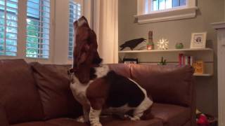 basset hound howling [upl. by Brasca]