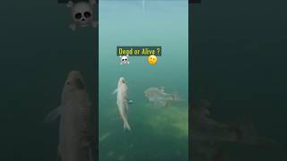 Dead or Alive Baitfish  Pike react pike fishing underwater [upl. by Gwyneth]