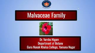 Malvaceae Family Taxonomic description  Dr Varsha Nigam [upl. by Claudine]