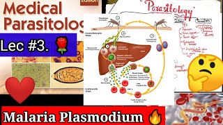 malaria plasmodium 2🛑🛑malaria plasmodium life cycle malaria plasmodium falciparum parasitology [upl. by Philomena240]