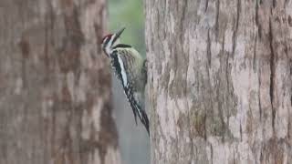 yellow bellied sapsucker on cabbage palm [upl. by Rednal]