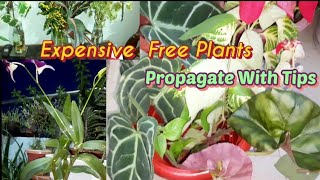 Planting Free amp Expensive Varieties Plant In Perfect Soil  Tips for Soil Mix amp Water Propagation [upl. by Luciano]