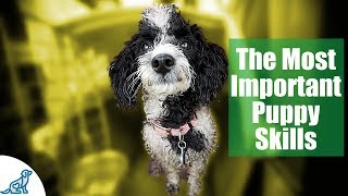 First Week Puppy Training  The 6 Skills To Teach First  Professional Dog Training Tips [upl. by Erlond]