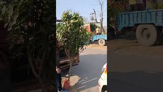 PARTHENOCARPIC MANGO VARIETY  AMARPALI MANGO 🥭🥭 trendingvideo viral [upl. by Frisse]