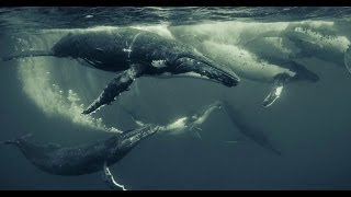 Canon Masters  Wildlife and Underwater Photography With Darren Jew [upl. by Clintock635]