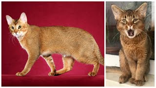 12 Interesting Chausie Cat Facts [upl. by Galatia]