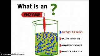 What is an Enzyme [upl. by Chane]