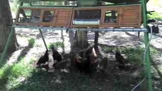 Quail Stand Cage Made From Recycled Kids Swing Set [upl. by Atiz74]