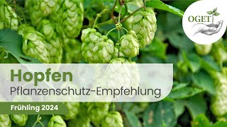 Pflanzenschutz Beratung  Hopfen 2024 [upl. by Aitret]