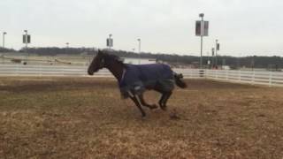 Groundshaker and Mia playing in Meadow paddock [upl. by Leiso]