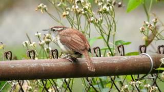 Bewicks Wren Call [upl. by Misti250]