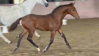 Mayfield Farm  Arezzo VDL x Hector x Cooperit filly [upl. by Nosam]