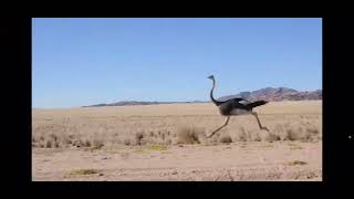 An ostrich running [upl. by Bal258]