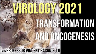 Virology Lectures 2021 18  Transformation and Oncogenesis [upl. by Etnohs]