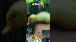 Adorable Duckling Moments shorts 🐥💛 shorts viralvideo trendingshorts [upl. by Abott]