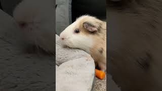 guinea pig sniffs poo [upl. by Esorbma754]