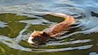 Rat like creature swimming in water [upl. by Akimit]