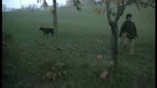 Metodi Educativi per un Flat Coated Retriever [upl. by Glasgo591]