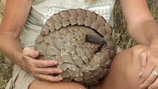 What is a Pangolin  The Pangolin No Time to REST [upl. by Madian]