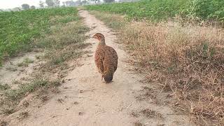 dakhni teetar ki piyare R achi awaaz francolin bird really sound [upl. by Vey]