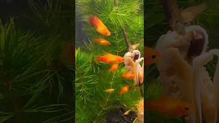 Platy Sunset Highfin acuariofilia peces xiphophorus fishtank fish [upl. by Gussman902]